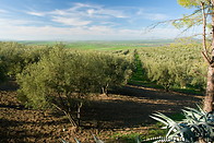 02 Olive tree plantation