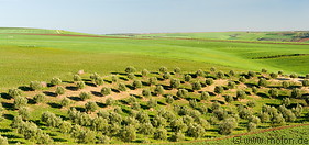 07 Olive tree plantation