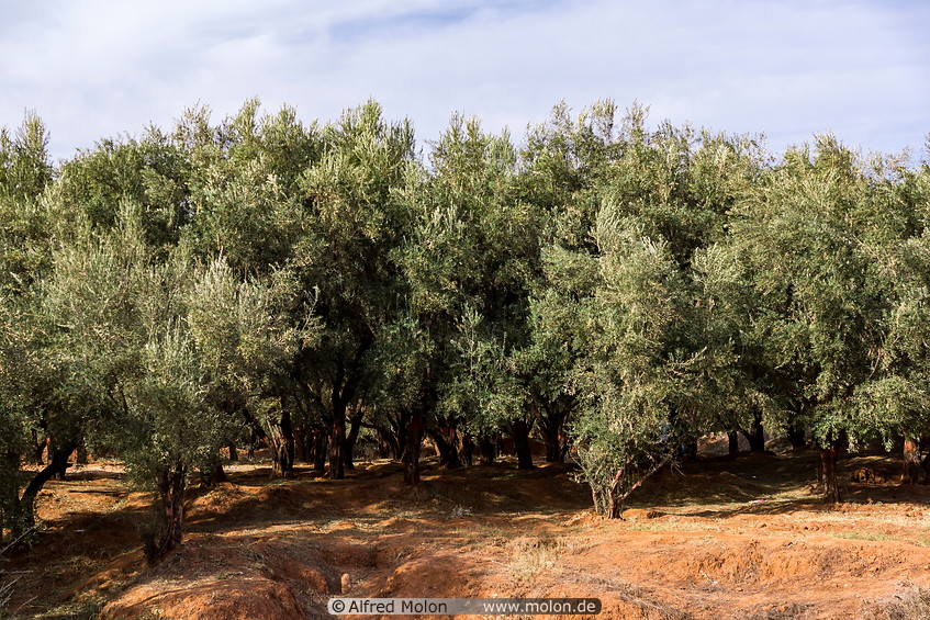 05 Olive trees