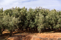 05 Olive trees