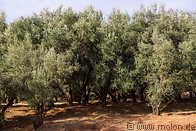 06 Olive trees