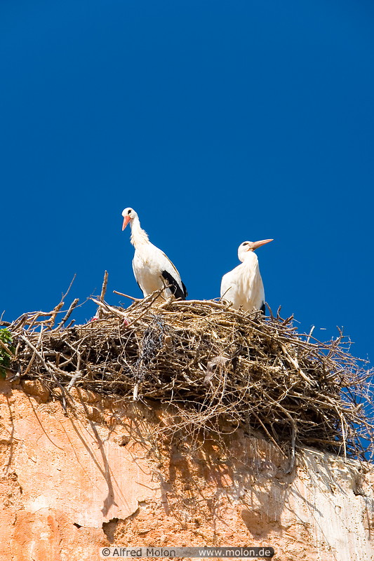 13 Stork couple in nest