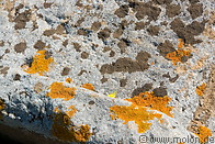 08 Lichens on stone