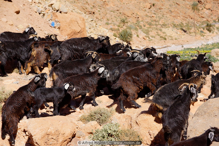 25 Black goats