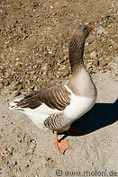 02 Goose