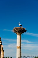 11 Stork nest on column