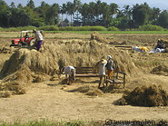 06 Rice harvest