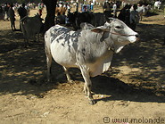 07 Cattle market
