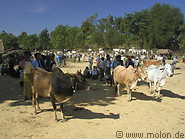 10 Cattle market