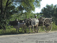 12 Ox cart