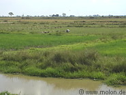 03 Rice fields 