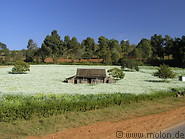 18 House in garlic field