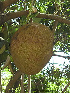 15 Jackfruit