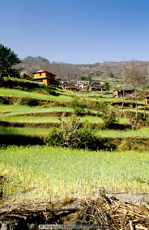 06 Rice terraces close to Sikha