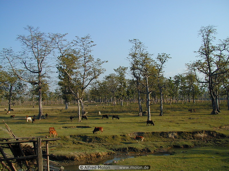 06 Cows grazing in Chitwan National Park