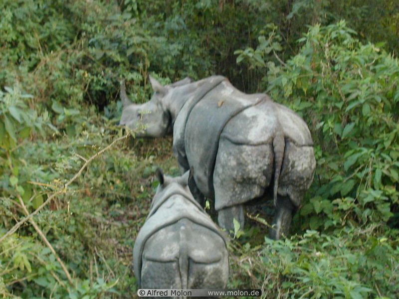 14 Rhinoceros mom with baby