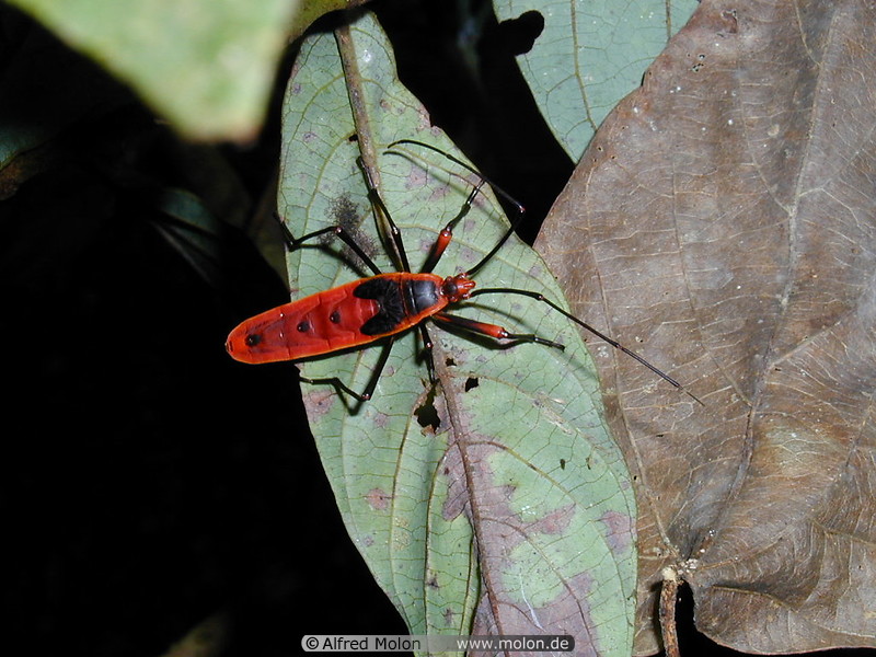 19 Red insect