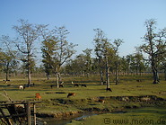 06 Cows grazing in Chitwan National Park