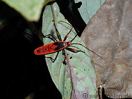 19 Red insect