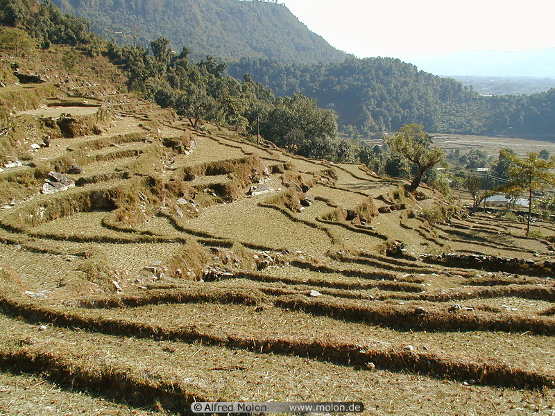 19 Rice terraces over Pokhara