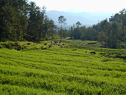 12 Rice terraces along the road Kathmandu-Nagarkot