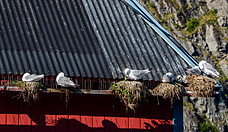 28 Seagull nests on roof