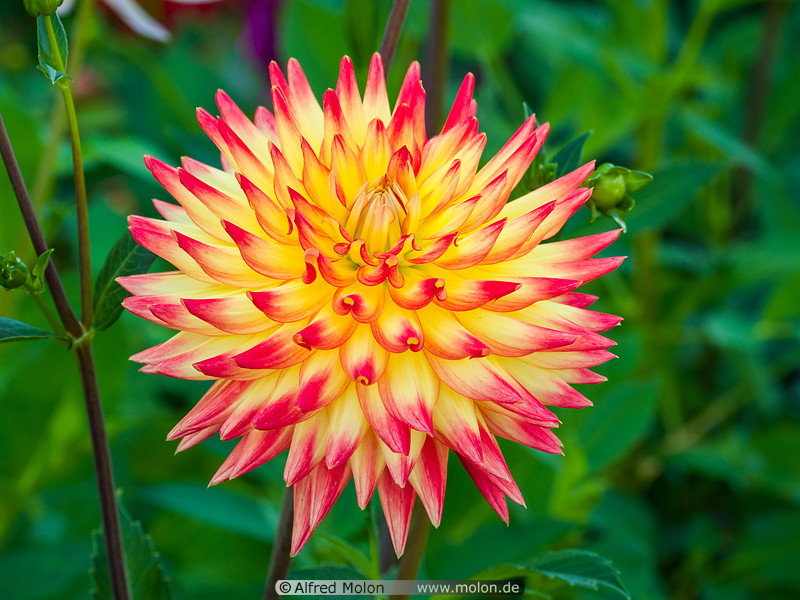 08 Dahlia flower