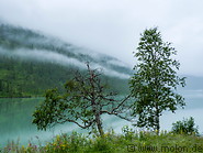 05 Trees near Svartisvatnet lake