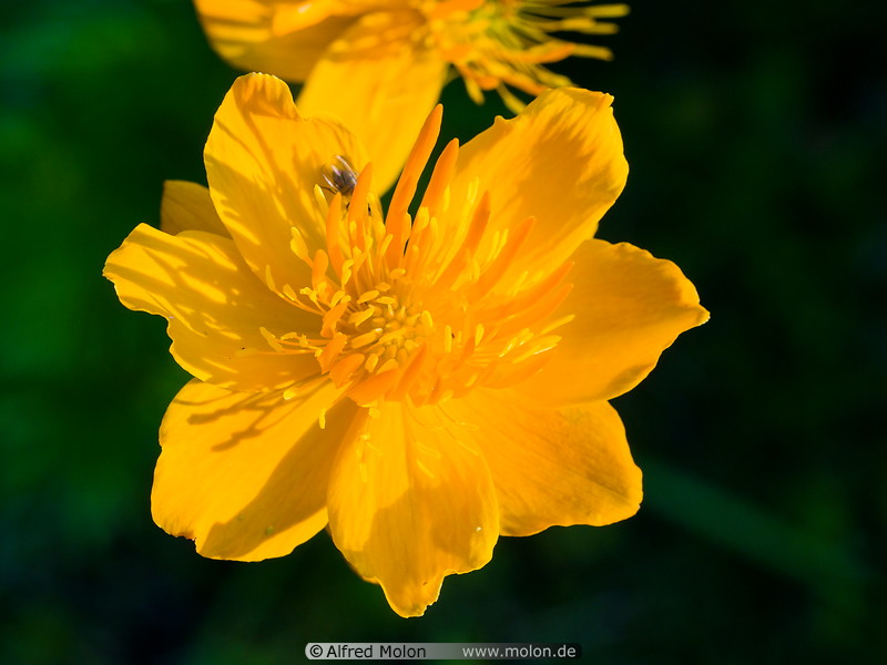18 Yellow buttercup flower