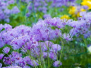 16 Purple flowers