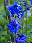 17 Blue Campanula flowers