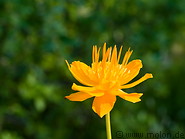 19 Yellow buttercup flower