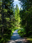 09 Lianvatnet forest trail