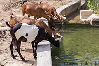 06 Goats drinking water