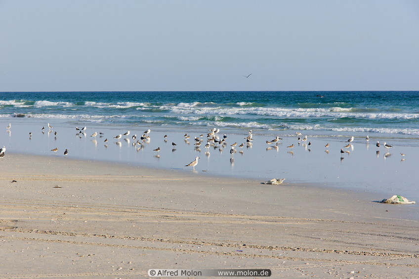 06 Seagulls on beach