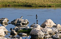 02 Pond with birds