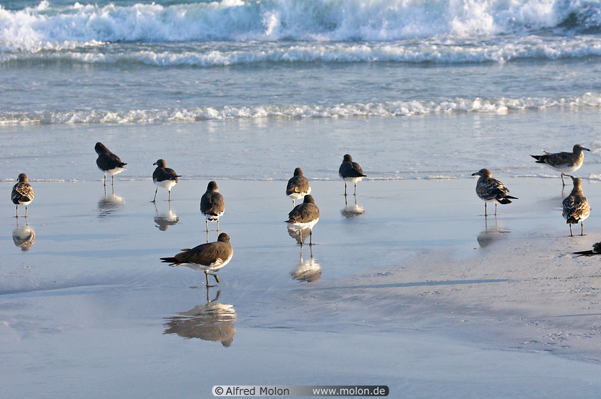 06 Birds on the beach
