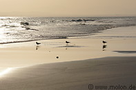 03 Birds on the beach