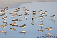 13 Bird colony on beach