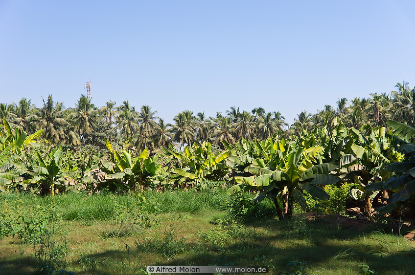 06 Banana trees and coconut palms
