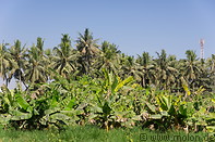 Fruit farming photo gallery  - 13 pictures of Fruit farming