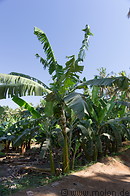 02 Banana trees