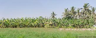 07 Banana trees and coconut palms