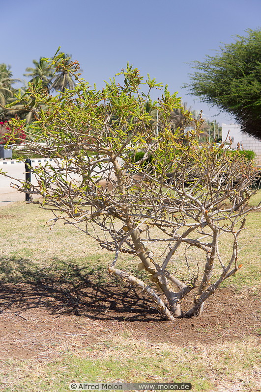 15 Frankincense tree