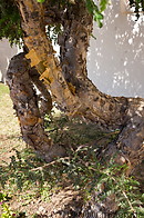 05 Frankincense tree