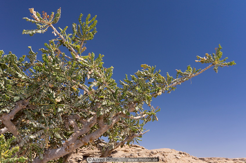 23 Crown of the Frankincense tree