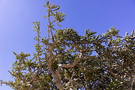 22 Crown of the Frankincense tree