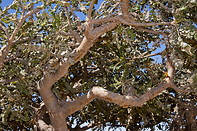 24 Crown of the Frankincense tree