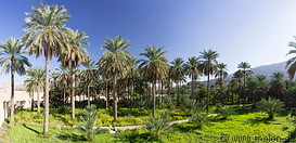 04 Palm trees