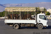 17 Cattle truck